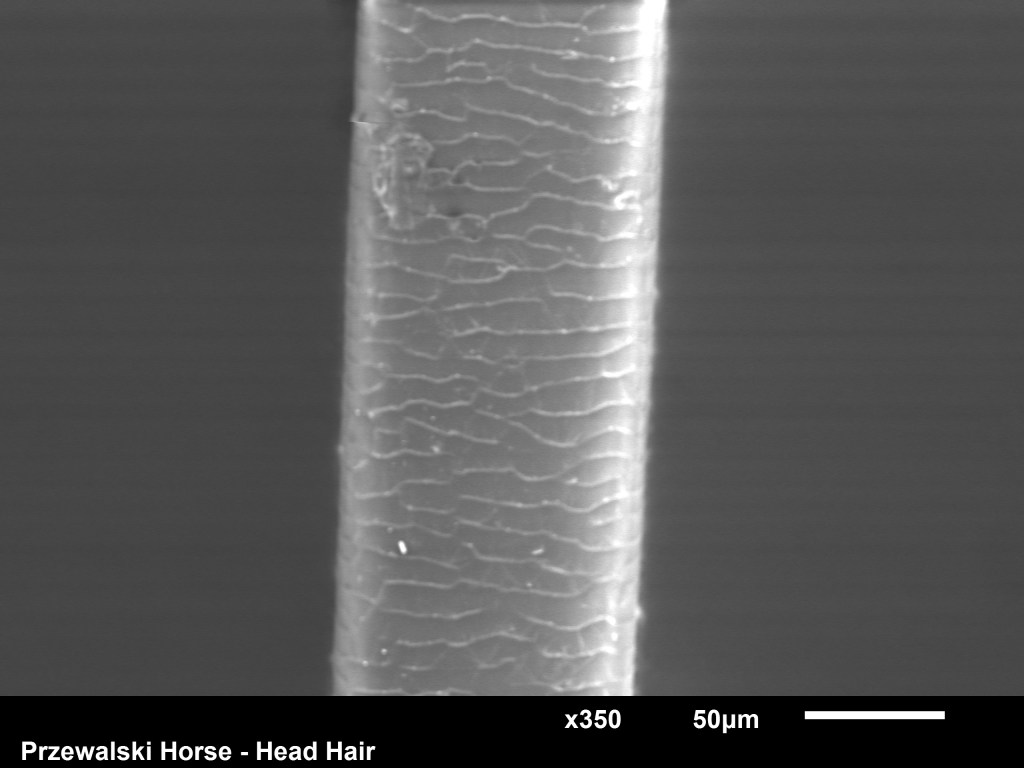 This image has an empty alt attribute; its file name is figure-6-sample-of-the-przewalski-horse-head-hair.jpg