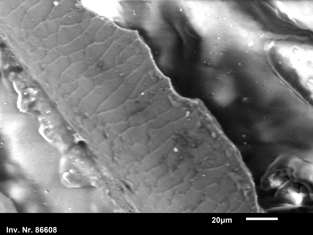 This image has an empty alt attribute; its file name is figure-7-sample-of-horse-hair-from-86608.png